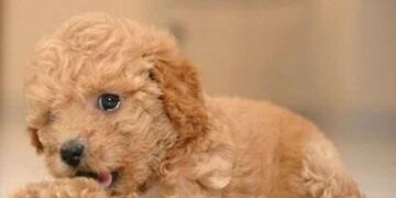 La foto del perro que el chico le envió a su expareja\u002E