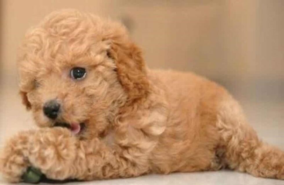 Insólito: secuestró al perro de su expareja para que lo desbloquee de sus redes