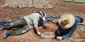 Descubren restos de una osa gigante fósil en Carmen de Areco