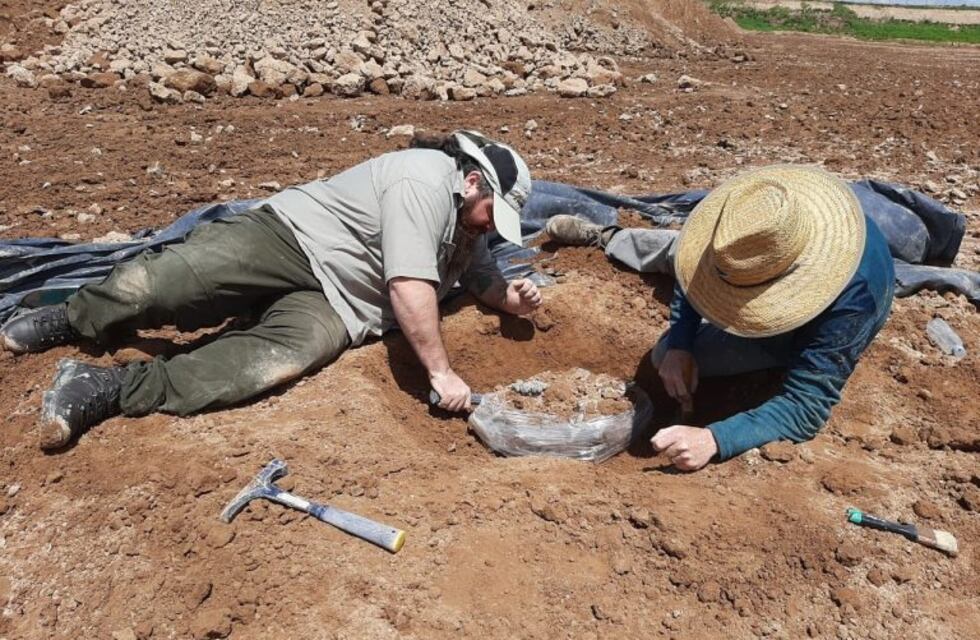 Descubrieron restos de una osa gigante fósil en Carmen de Areco
