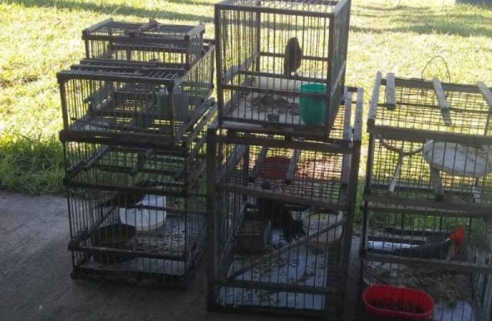 Descubrieron a dos personas realizando cacería furtiva de aves autóctonas