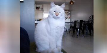 Wino el gato de Tucumán que inundó un edificio (web)