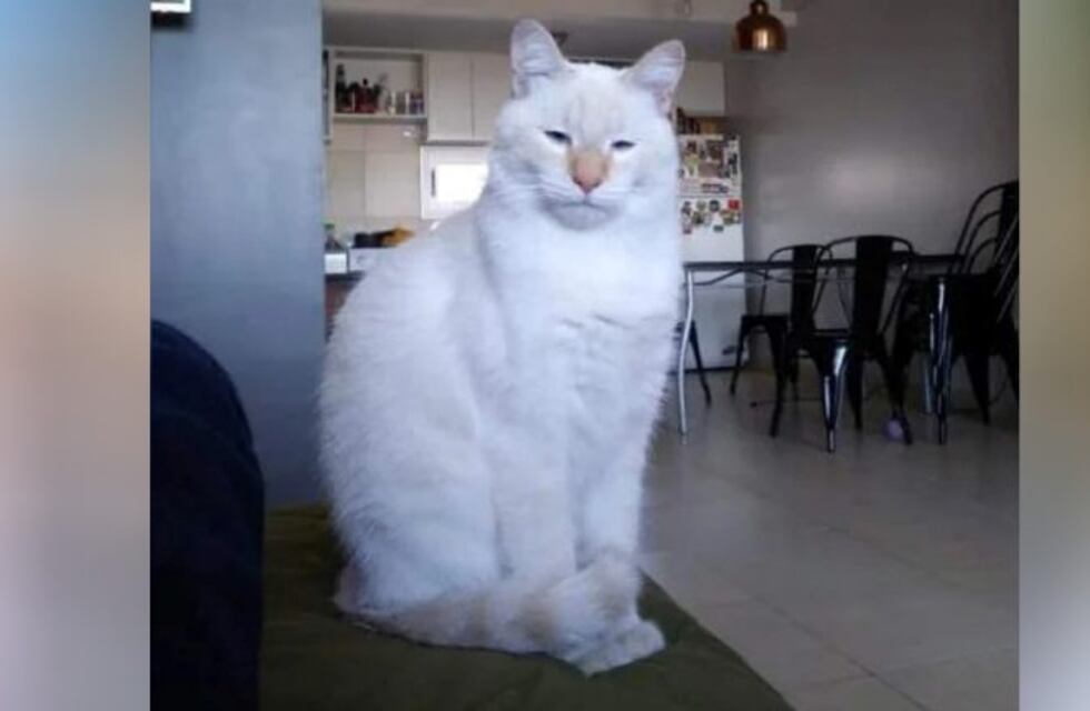 Un gato inundó un edificio en Tucumán