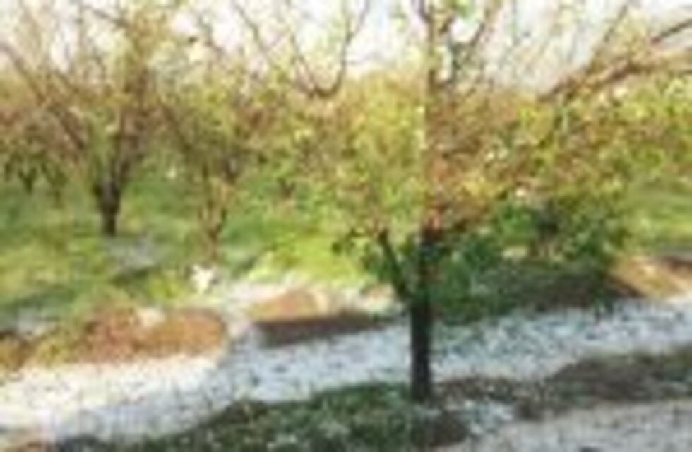 Pedirán la emergencia agropecuaria para el Sur provincial