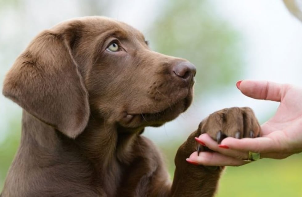 ¿Querés saber cuántas mascotas hay en Córdoba?