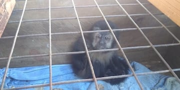 Los animales vivían en cautiverio en la vivienda de Andresito\u002E