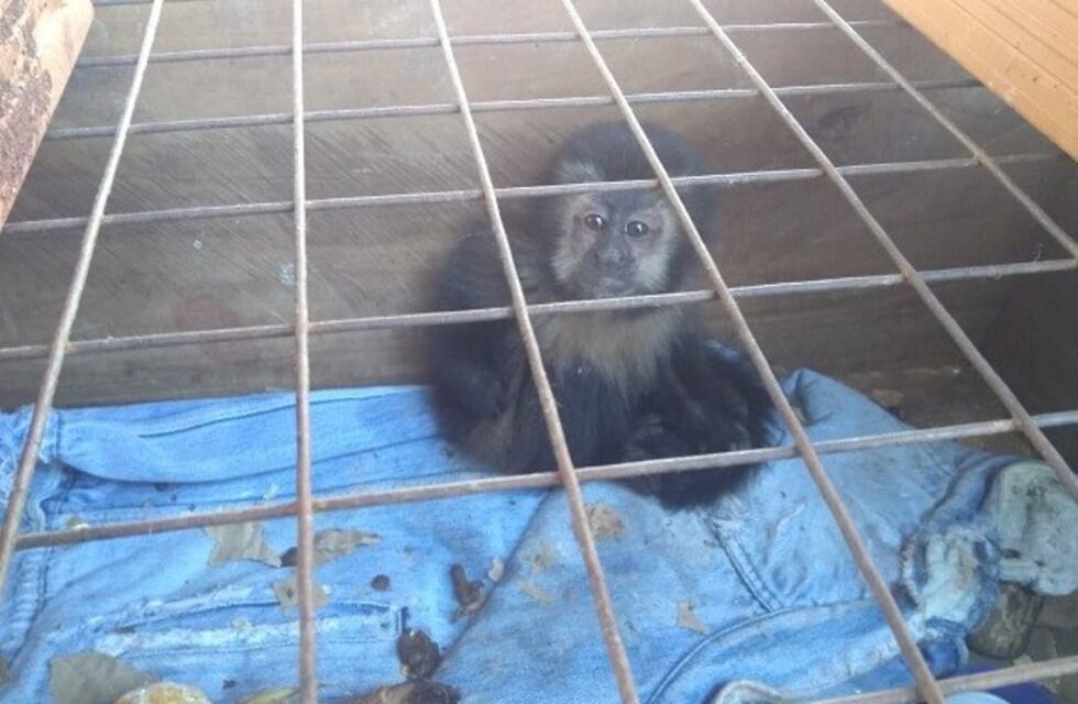 Rescataron animales salvajes que estaban cautivos en una vivienda de Andresito