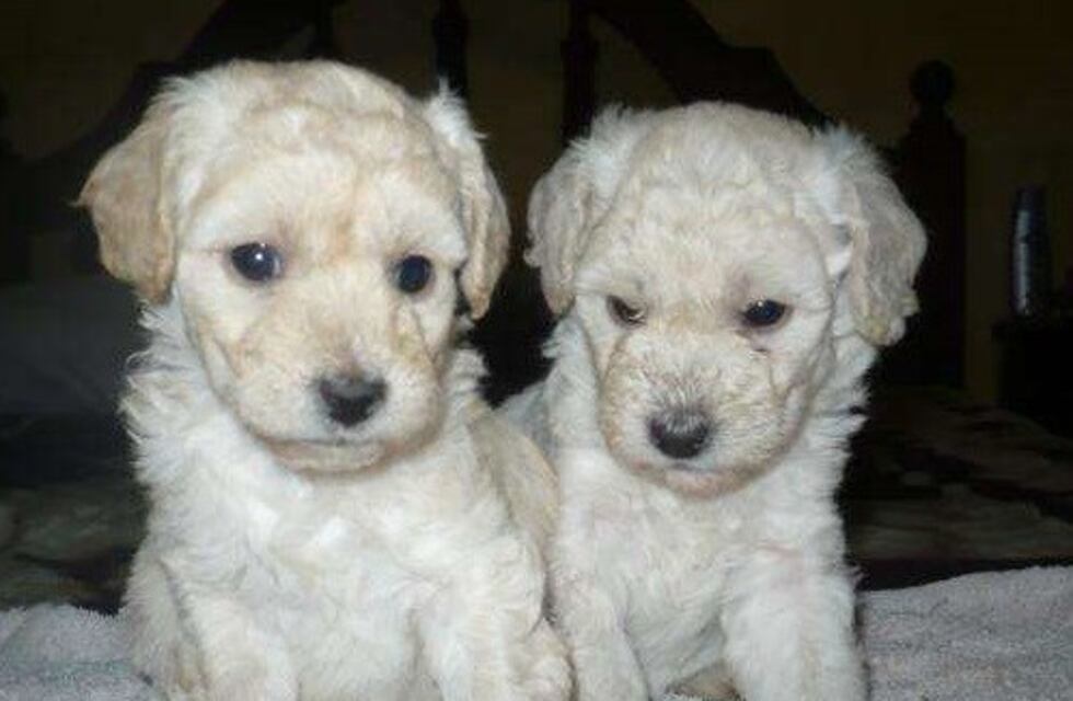 Entre lágrimas, el desesperado pedido de una mujer a la que le robaron sus perritos