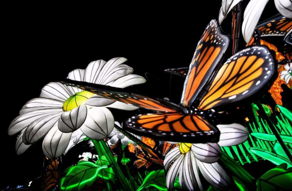 Por qué Buenos Aires se llenó de mariposas este verano