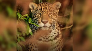El proceso de reintroducción del Yaguareté en los Esteros del Iberá.