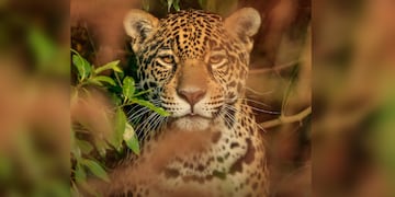 El proceso de reintroducción del Yaguareté en los Esteros del Iberá.