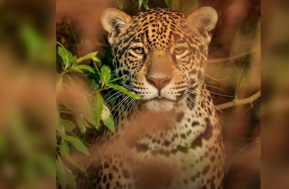 Día mundial del yaguareté: cómo es el proyecto de reintroducción de la especie a los Esteros del Iberá