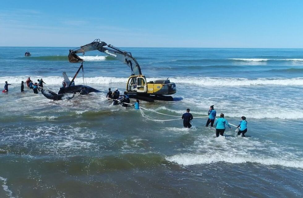 Devolvieron al mar a la ballena que estaba varada en Mar del Tuyú