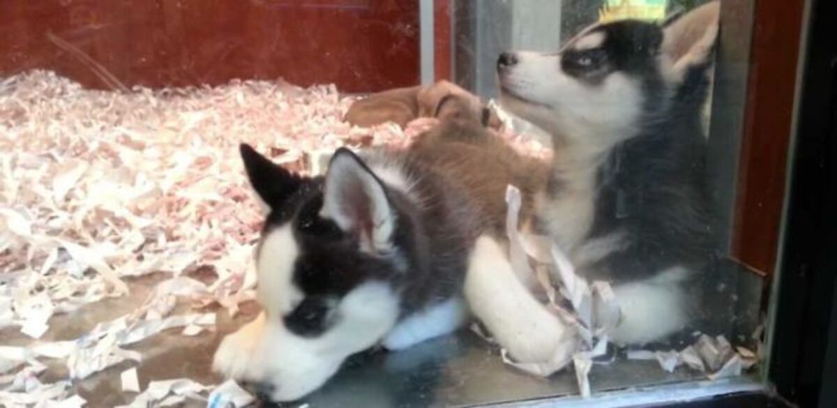 El proyecto busca evitar la exhibición de animales en las vidrieras de las veterinarias\u002E