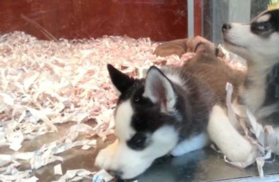 Buscan prohibir la exhibición de animales en las vidrieras de las veterinarias