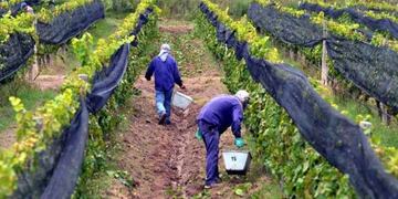 Viñas