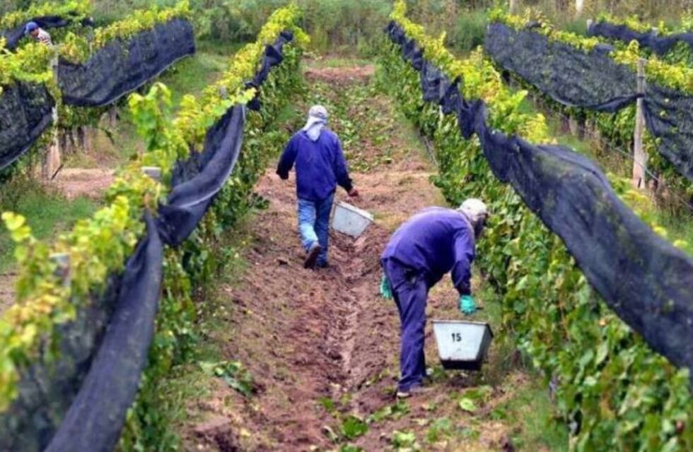 Pidieron habilitación para la llegada de obreros golondrina a Mendoza