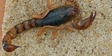 La especie bothriurus bonariensis es oscura, tiene pinzas grandes pero su picadura no es venenosa\u002E (Archivo)