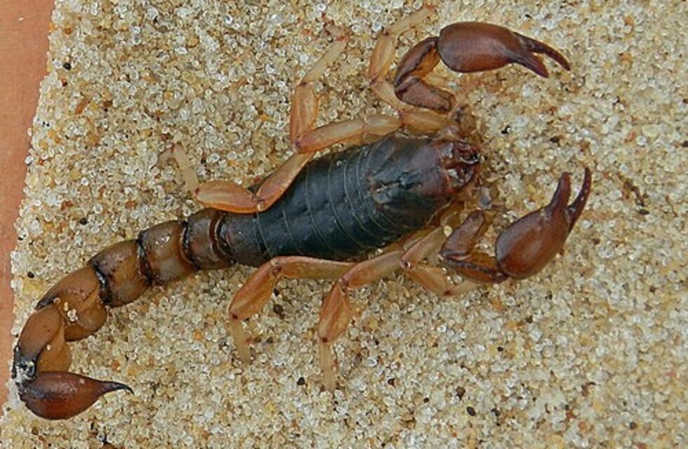 Piden precauciones ante eventuales picaduras de alacranes en Corrientes