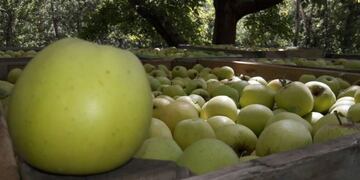 Frutas de Río Negro rechazadas por Brasil\u002E