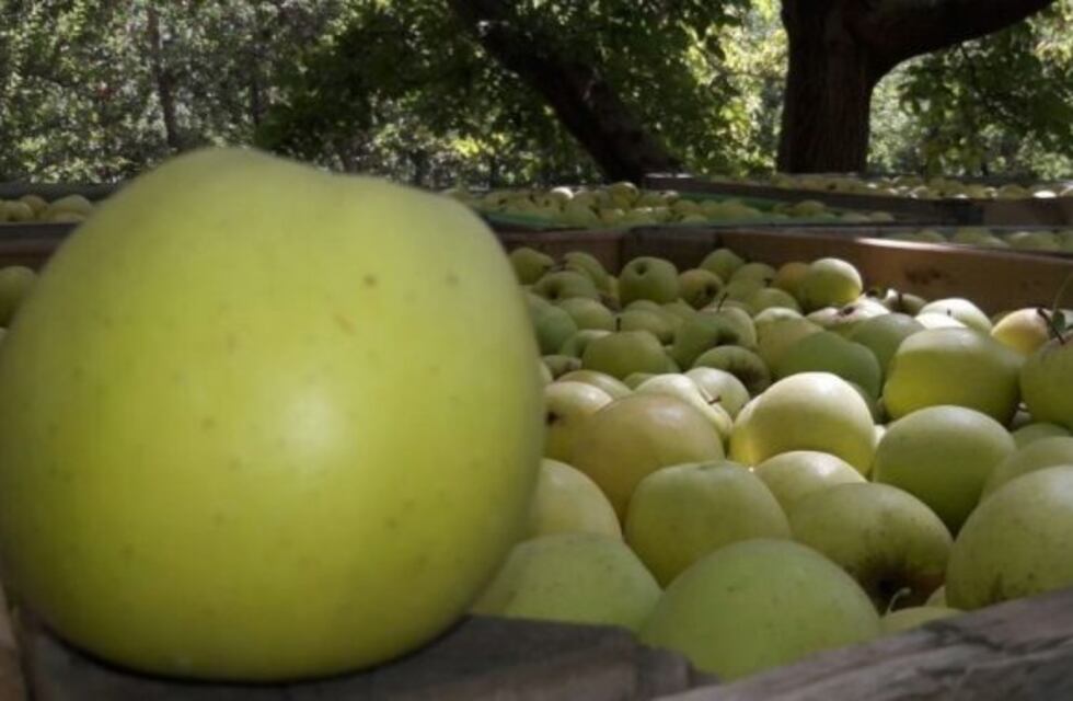 Brasil rechazó el ingreso de fruta del alto valle rionegrino ante presencia de larvas vivas