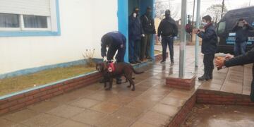 Canes del K9 de Punta Alta participan de la búsqueda de Facundo Astudillo Castro\u002E