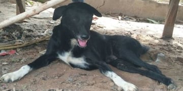 Un perro encontró y rescató a un bebé que había sido enterrado vivo