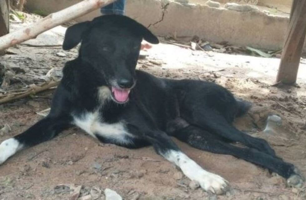 Un perro encontró y rescató a un bebé que había sido enterrado vivo por su mamá
