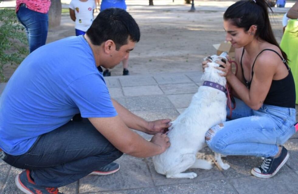 Continúa la campaña de vacunación antirrábica por los barrios
