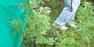 La policu00eda encontru00f3 cannabis en el patio de la vivienda de la zona oeste.