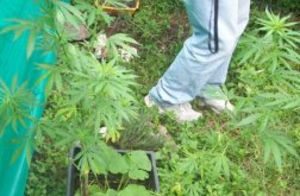 Una embarazada se cortó la cara y los brazos para denunciar que su suegra vendía plantas de marihuana