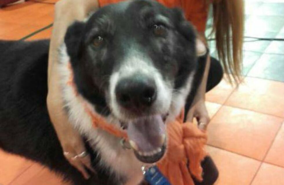 Perros rescatados de la calle acompañarán a pacientes psiquiátricos de Oliva