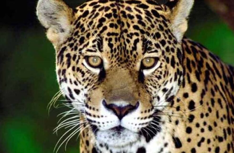 Trasladarán a una yaguareté hembra al Parque Nacional El Impenetrable