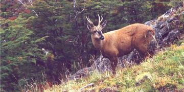 Huemules en el Parque Nacional Los Alerces 2020