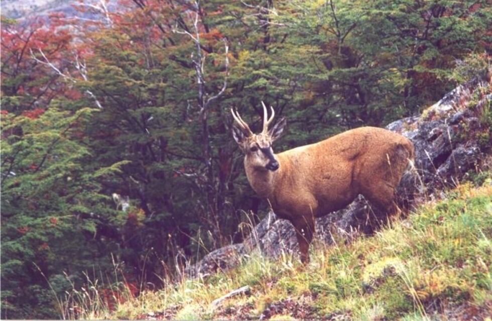 Avistaron un ejemplar de huemul en el Parque Nacional Los Alerces