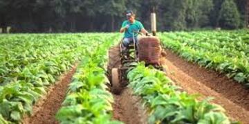 Plantación de tabaco en Misiones\u002E (MisionesOnline)