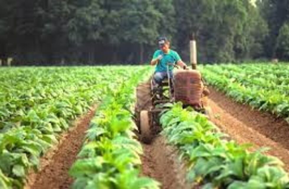 El acopio de tabaco llega a 11.000 toneladas tras el permiso para que funcionen las fábricas