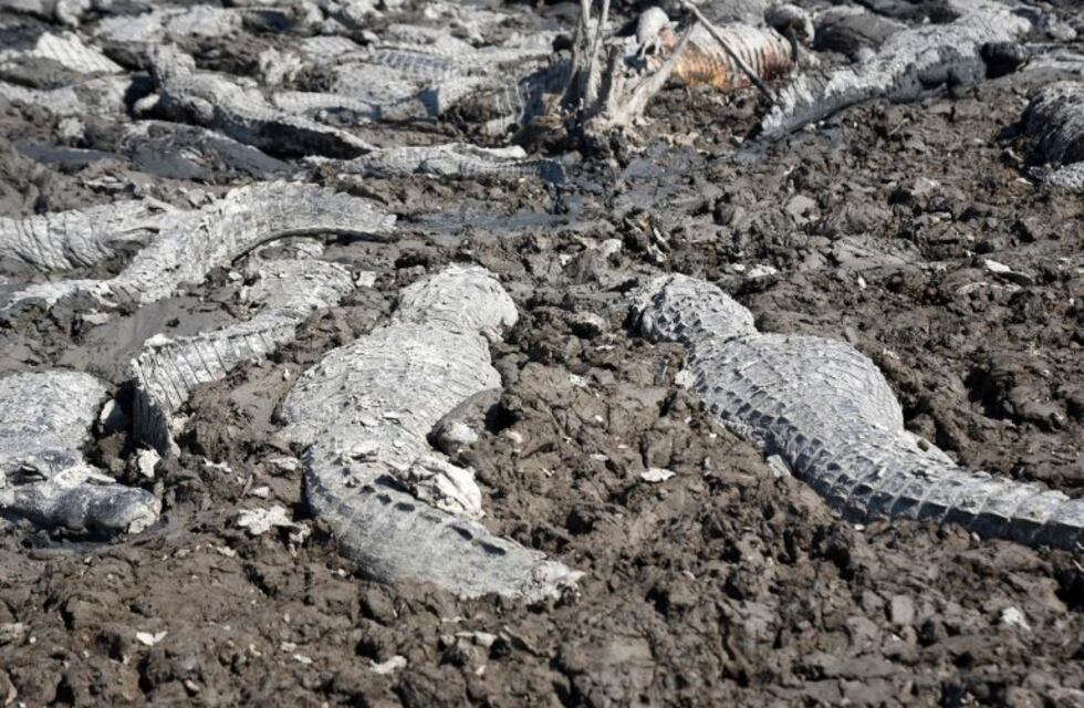 Encontraron a diez caimanes comiéndose el cadáver de un menor en Florida