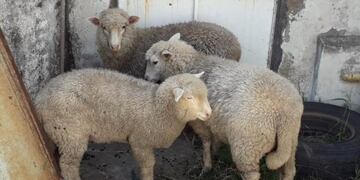 Insólito: detuvieron a un hombre que quiso robarse tres ovejas en un auto