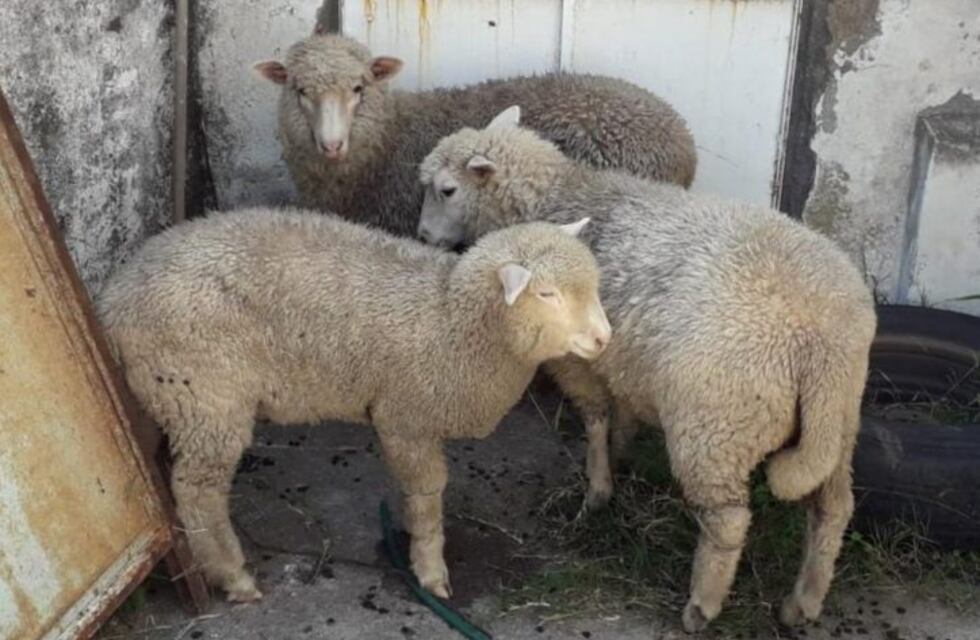 Insólito: detuvieron a un hombre que quiso robarse tres ovejas en un auto