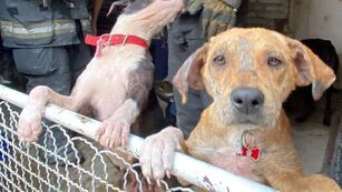 Incendio en un refugio de animales en Córdoba. (Gentileza)