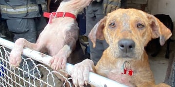 Incendio en un refugio de animales en Córdoba. (Gentileza)