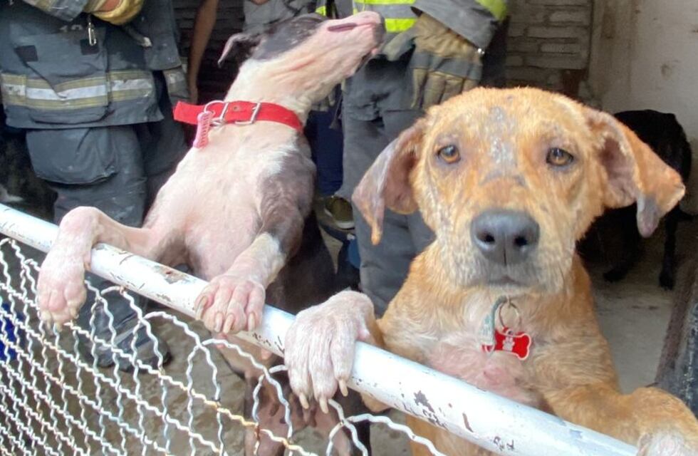 Se incendió un refugio de animales en Córdoba y piden colaboración: “Los perritos están a salvo”