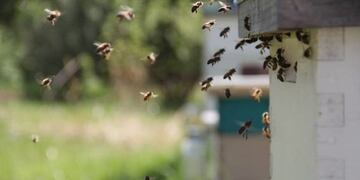 Gran cantidad de abejas en Eldorado\u002E
