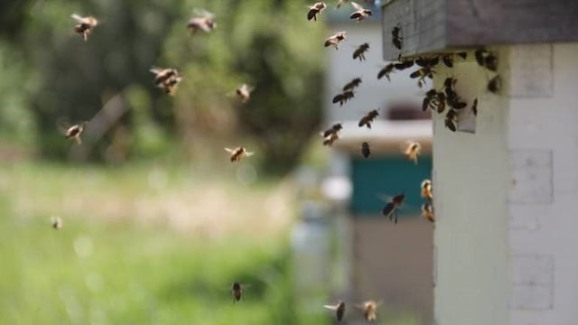 Gran cantidad de abejas en Eldorado\u002E