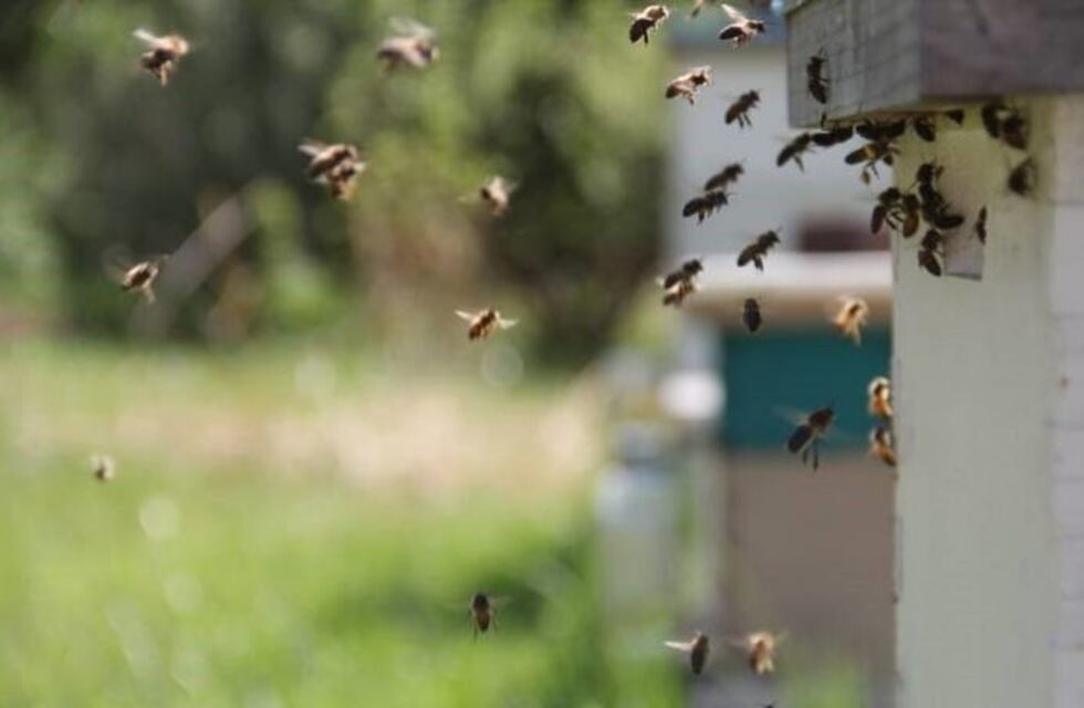 Recomiendan comunicarse con Protección Ciudadana ante aparición de enjambres de abejas