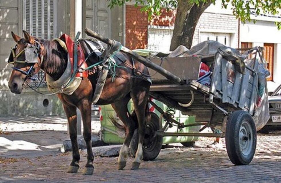 Punta Alta: plantean al Municipio la necesidad de erradicar la tracción a sangre