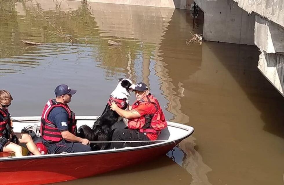 El perro de los bomberos de Cacharí, clave para encontrar al remisero desaparecido