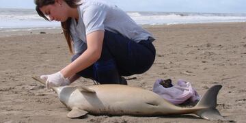 Encontraron a cuatro delfines muertos en el Partido de la Costa\u002E Foto: Web\u002E