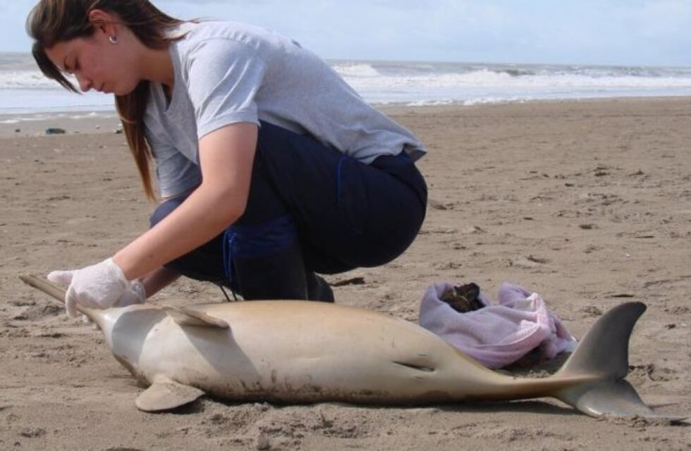 Encontraron a cuatro delfines muertos en el Partido de la Costa